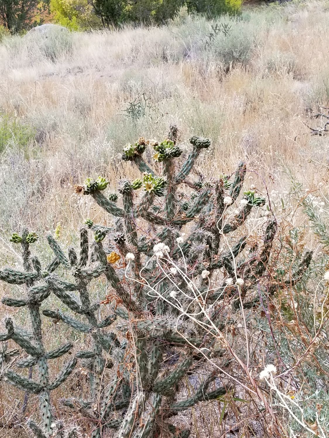 Bandalier National Monument 